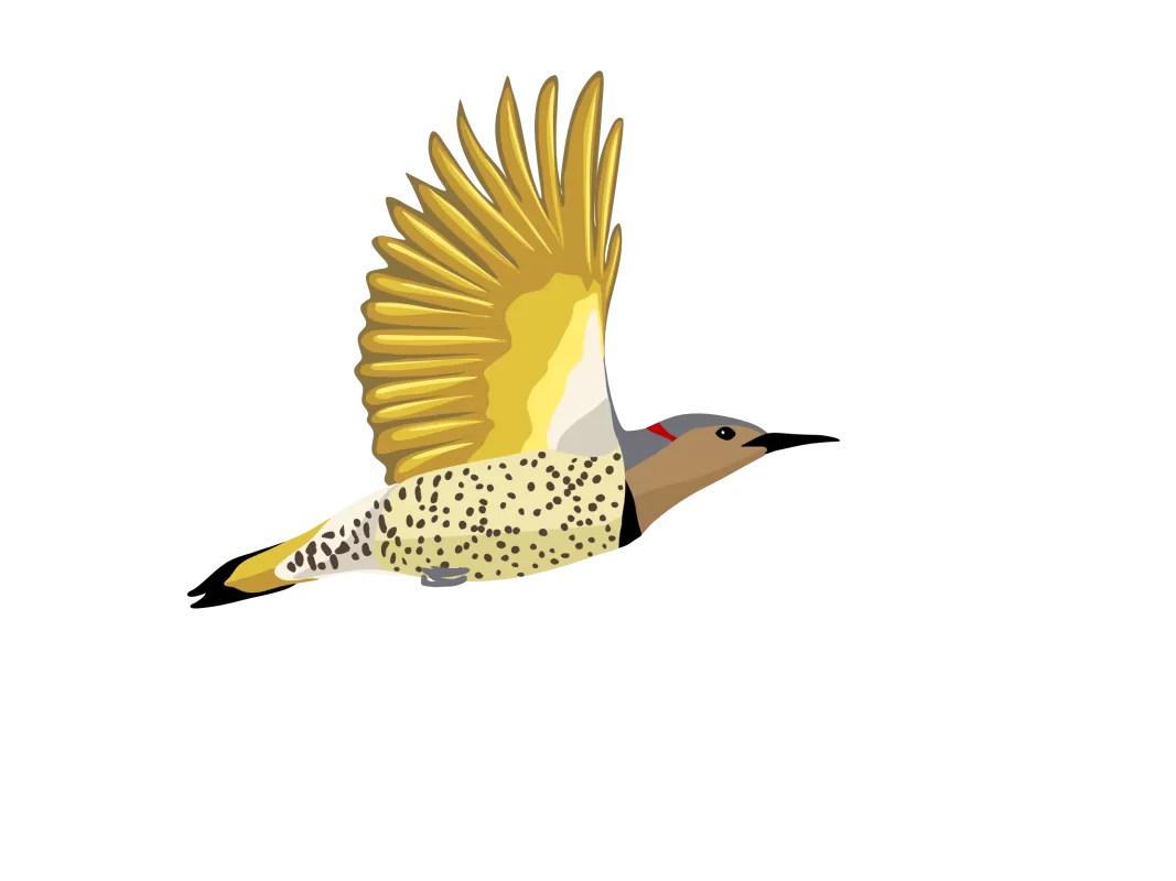 Northern Flicker NOFL Yellow-shafted Life Bird List