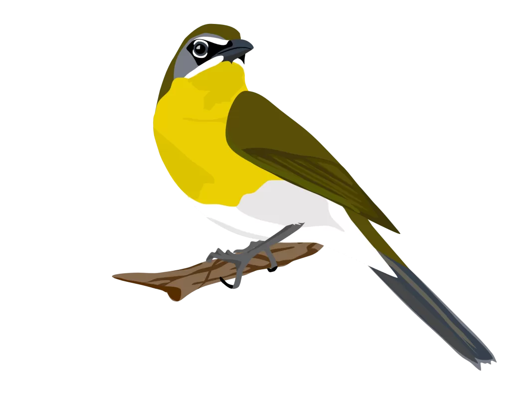 Yellow-breasted chat Life Bird List Lifer YBCH