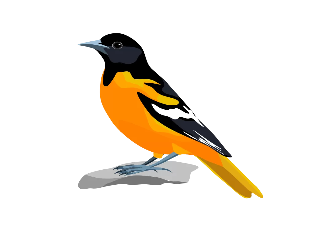 Baltimore Oriole Life Bird List BAOR