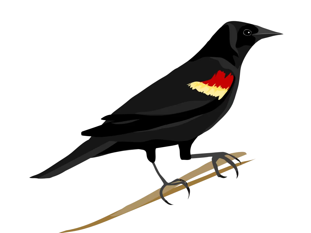 Red-winged blackbird RWBL Life Bird List