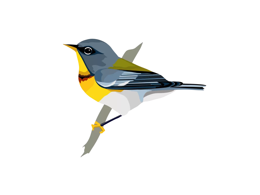 Northern Parula NOPA Life Bird List