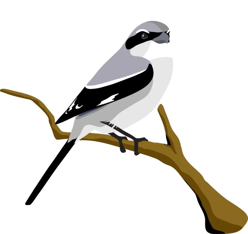 Loggerhead shrike LOSH Life Bird List